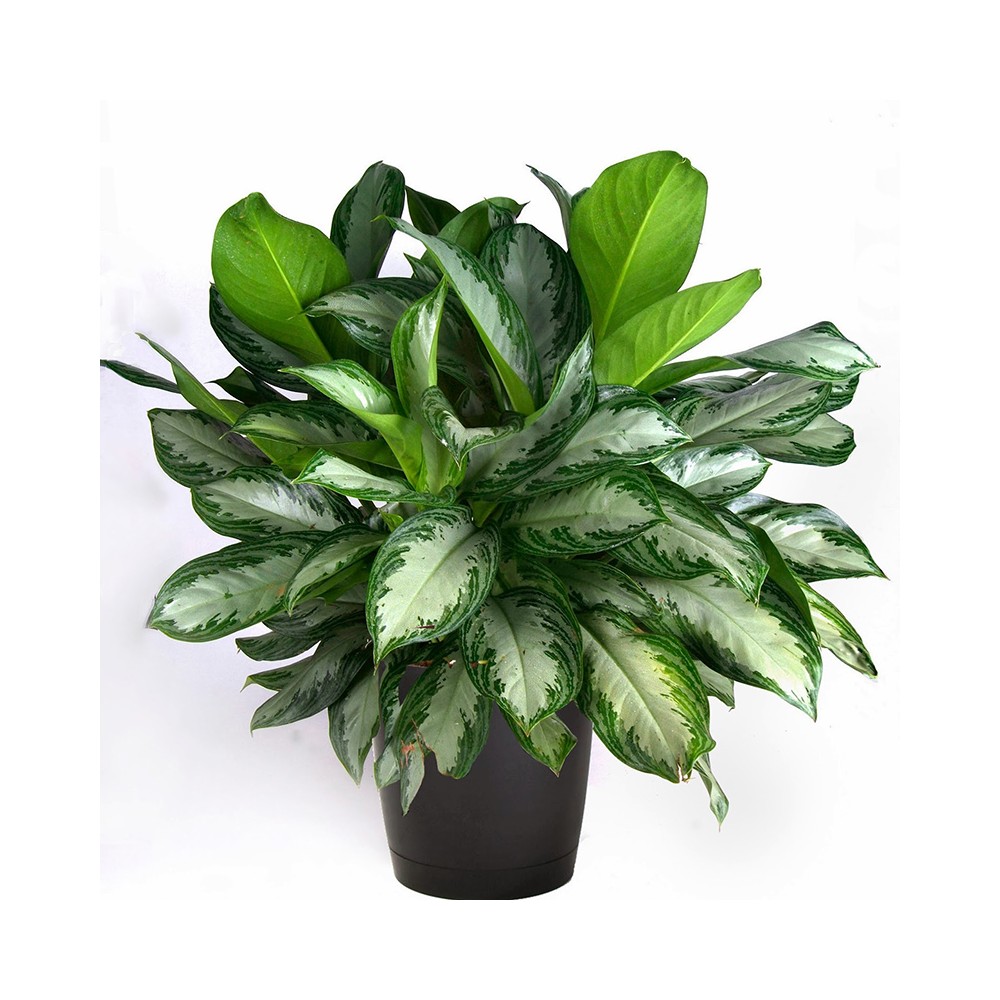 Aglaonema commutatum