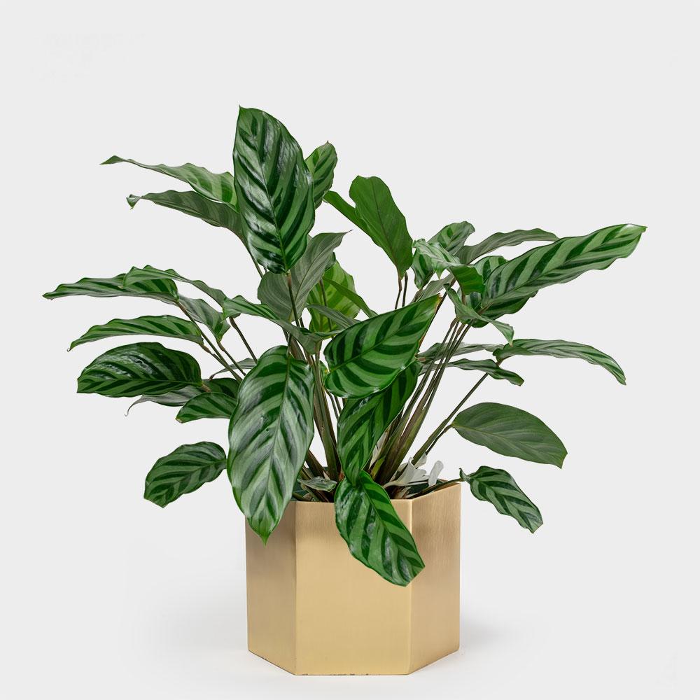 Calathea