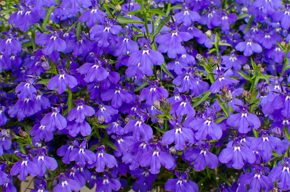 lobelia